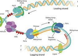 Image result for DNA Complements