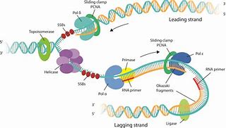 Image result for DNA Polymerase Eukaryotes