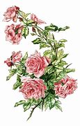 Image result for English Rose Clip Art