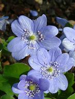 Image result for Hepatica transsilvanica Blue Jewel