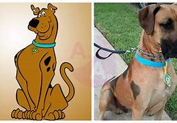 Image result for Scooby Doo Real Life Image