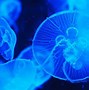 Image result for Water Creatures Mythology