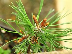 Image result for Pinus uncinata Paradekissen