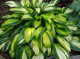 Image result for Hosta Lakeside Rhapsody