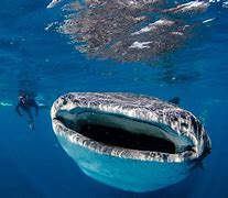 Image result for Largest Known Sea Creature