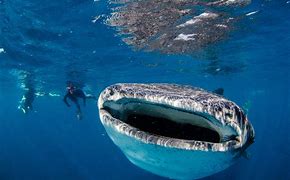 Image result for Biggest Sea Creature Ever