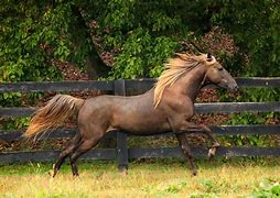 Image result for Horse Haven Rocky Mountain