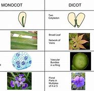 Image result for iphone 6 and 6s differences