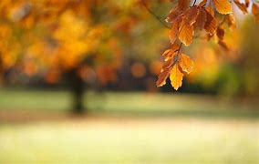 Image result for Blurry Trees