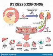 Image result for Acute Stress Response Pictures