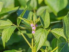 soybean plant photos 的图像结果