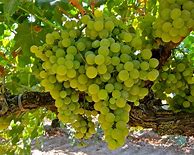 Image result for Lynfred Muscat Alexandria
