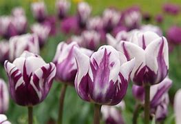 Image result for Tulip