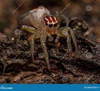 Image result for Female Jumping Spider