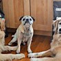 Image result for Top 10 Deadliest Dogs