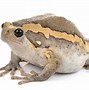 Image result for Pet Frog