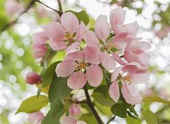 Image result for 5 in One Apple Tree