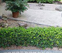 Image result for Ilex maximowicziana var. kanehirae