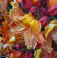 Image result for Rhododendron Glowing Embers