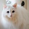 Image result for White and Stripy Cat Blue Eyes