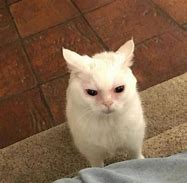 Image result for Drowsy Cat Meme