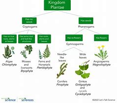 Image result for 10 Types of Mosses