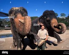 Image result for Elephant Zookeeper Descrption