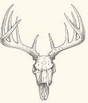 Image result for Whitetail Deer Skull Drawings