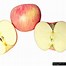Image result for Fuji Apple Leaf
