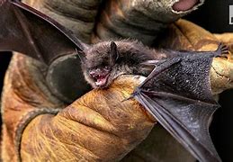 Image result for Bats in Michigan