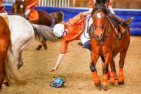 Image result for Fihb Horse Ball