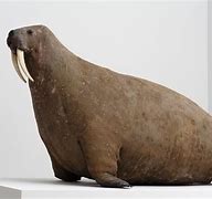 Image result for Bad Taxidermy Walrus