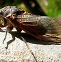 Image result for Animals with an Exoskeleton