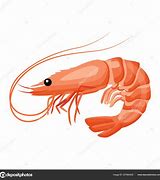 Image result for Shrimp Flat Illustration