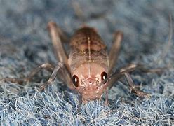 Image result for Small White Cricket
