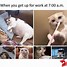 Image result for Cat No Sleep Meme