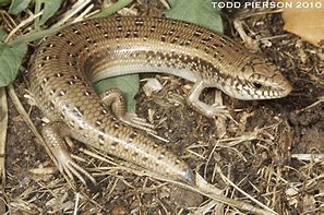 Image result for chalcides_ocellatus