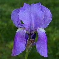 Image result for Iris pallida dalmatica