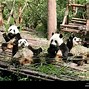 Image result for Giant Panda Poster