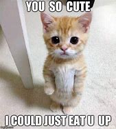 Image result for Cutie Pie Cat Meme