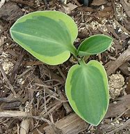 Image result for Hosta Frosted Mouse Ears