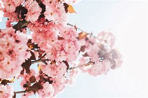 Image result for Pink Spring Flowers Screensaver