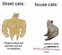 Image result for Cat Meme Blank