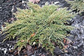 Juniperus squamata Little Joanna に対する画像結果
