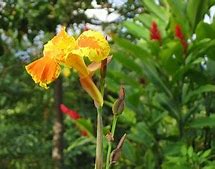 Image result for Costa Rica Wild Flowers