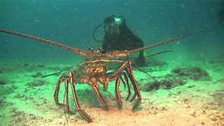 Image result for World's Largest Lobster