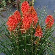 Image result for Kniphofia Poco Red