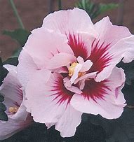 Image result for Hibiscus syr. Helene