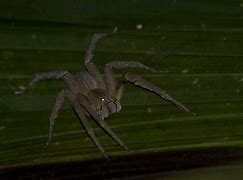 Image result for World's Most Venomous Spider