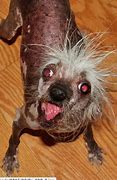 Image result for Cute Ugly Puppies